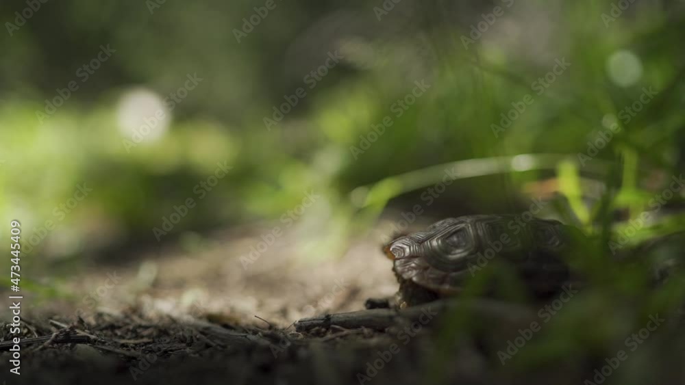 A person walking past a tortoise hiding in the grass in the woods A person walking past a tortoise hiding in the grass in the woods