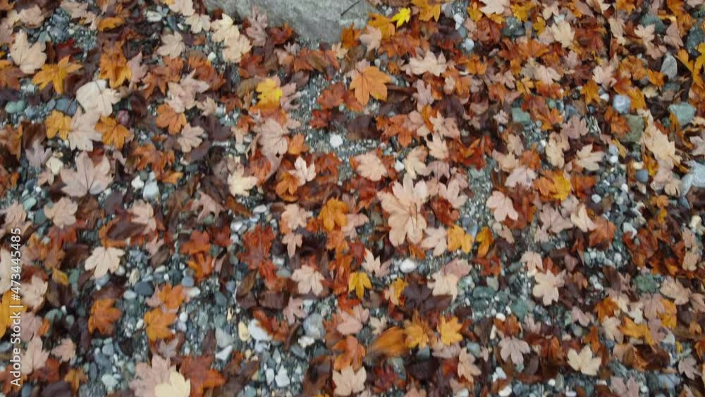 Autumn maple foliage, red and yellow leaves Autumn maple foliage, red and yellow leaves