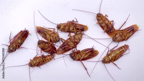 cockroach on a white background