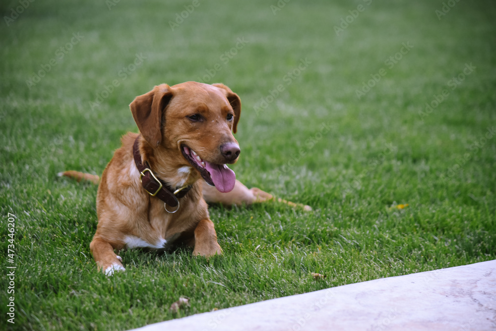 Dog laying in grassy yard