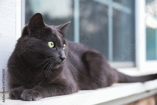 Cat sitting on a windowsill outside in summer