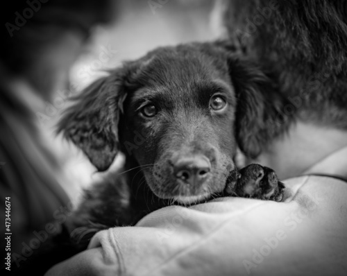Cute black puppy looking over shoulder