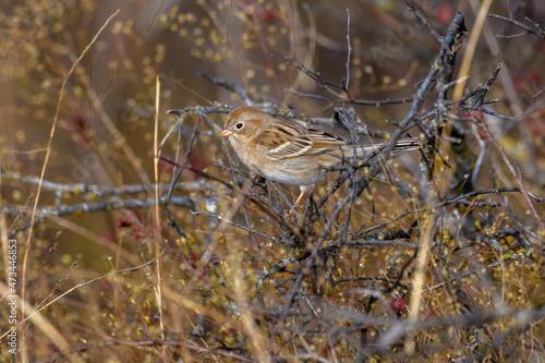 Field Sparrow - Spizella pusilla - perched on twig in tall grass