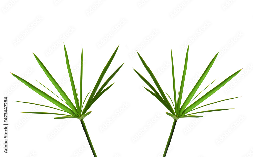 Obraz premium grass isolated on white