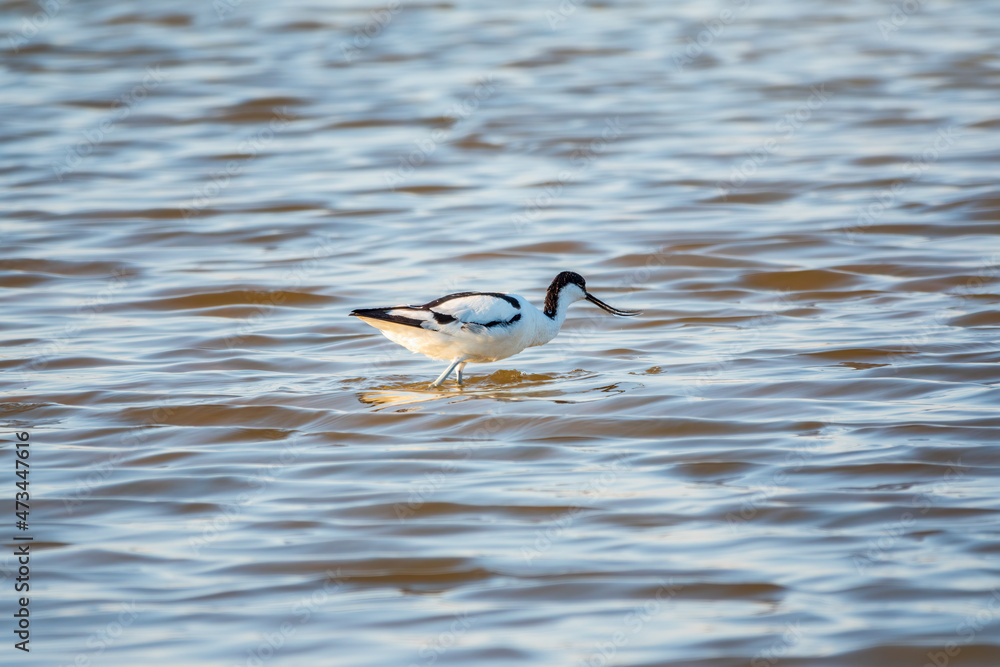 Water bird pied avocet, Recurvirostra avosetta, feeding in the lake. The pied avocet is a large black and white wader with long, upturned beak Water bird pied avocet, Recurvirostra avosetta, feeding in the lake. The pied avocet is a large black and white wader with long, upturned beak