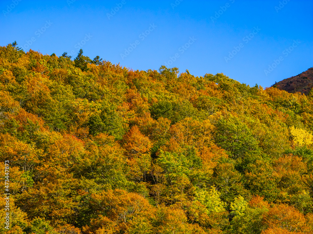 Mountain peak covered with autumn leaves (Zao, Yamagata, Japan)