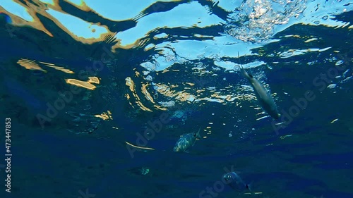 Underwater view of school of blackspot picarel fish swimming and eating under surface of clear sea water. Slow-motion photo