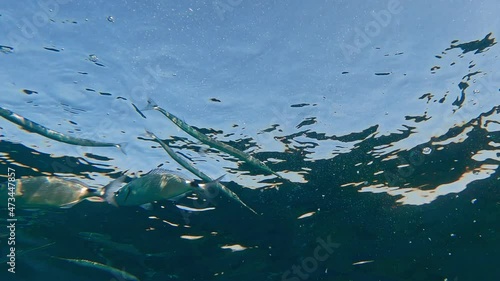 Underwater view of school of blackspot picarel fish swimming and eating under surface of clear sea water photo