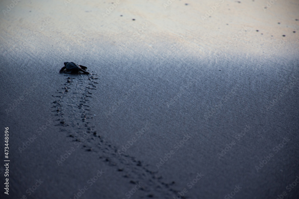 turtle footprints turtle footprints