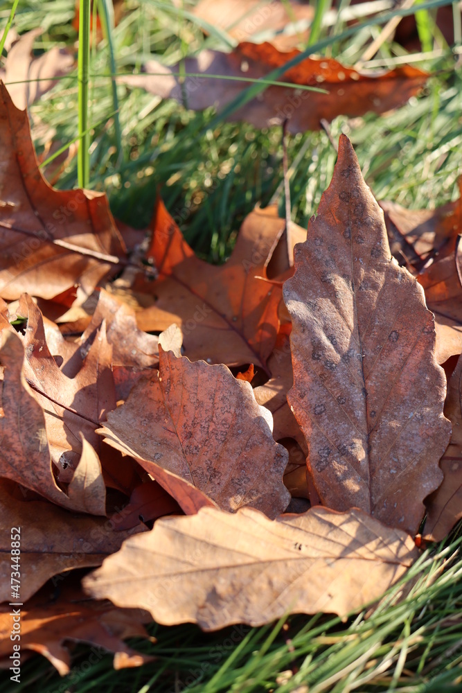 Fallen autumn leaves on grass