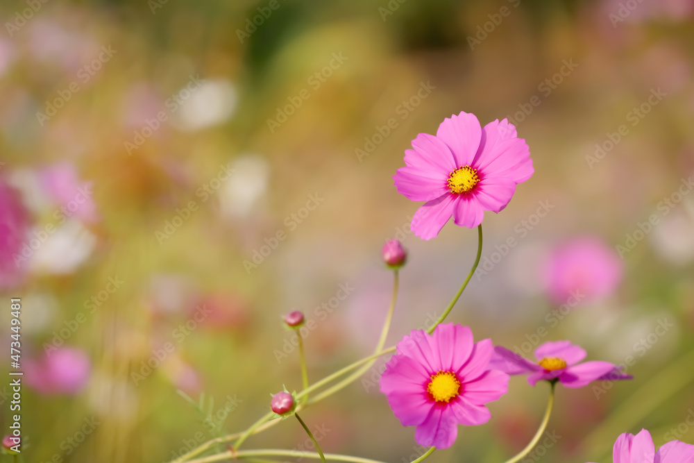 Pink cosmos flowers (bipinnatus) blooming in garden background Pink cosmos flowers (bipinnatus) blooming in garden background