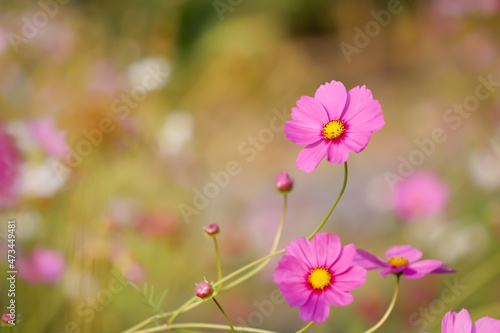 Pink cosmos flowers  bipinnatus  blooming in garden background
