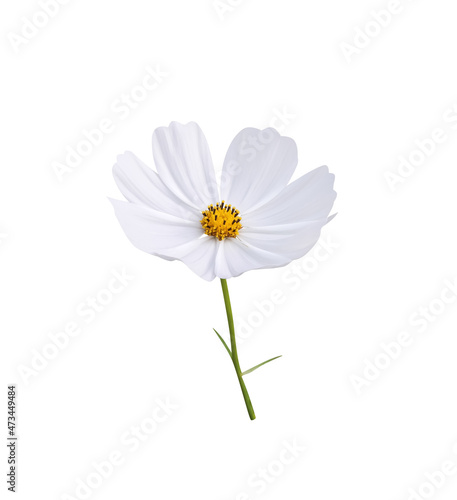 White cosmos bipinnatus flower with yellow pollen and green stem isolated on background   clipping path