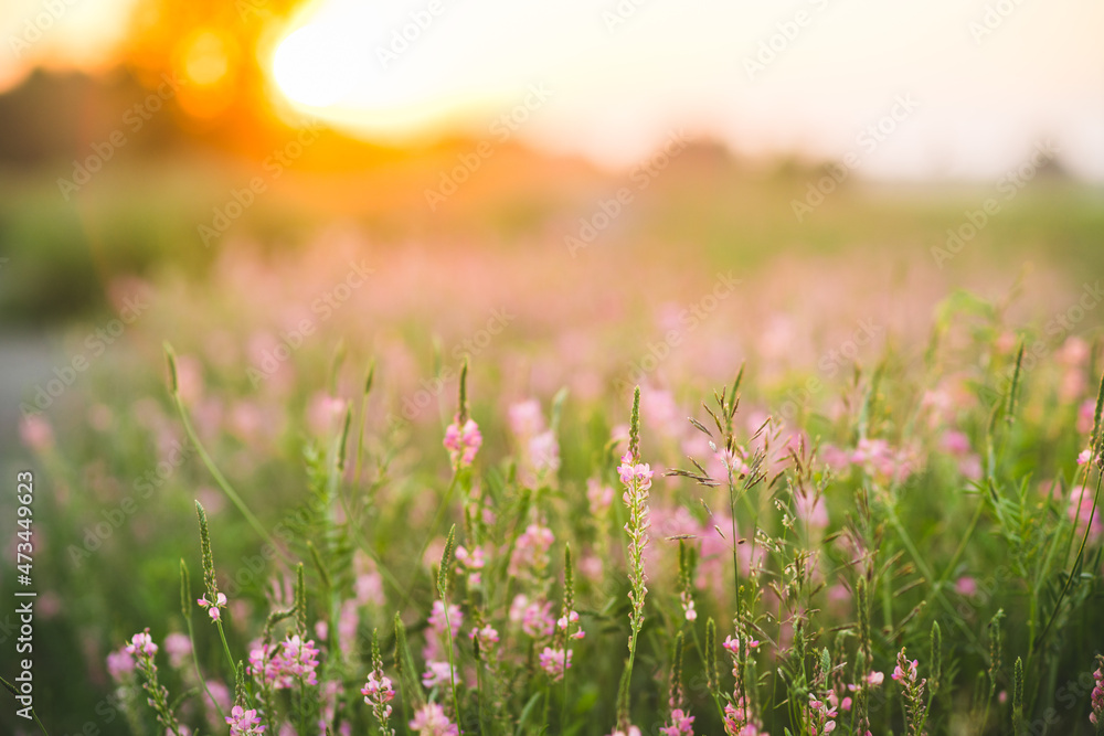 Obraz premium Beautiful Meadow with wild pink flowers over sunset sky. Field background with sun flare. Selective focus.