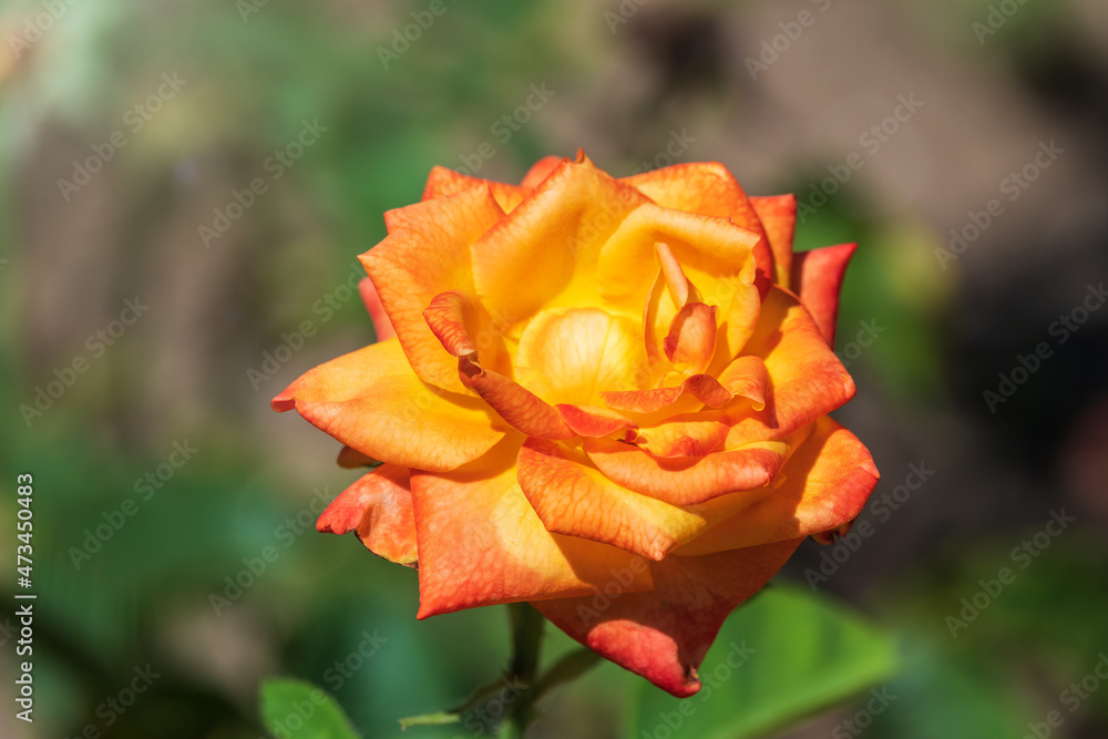 Yellow-red rose on a green blurred background. Yellow-red rose on a green blurred background.