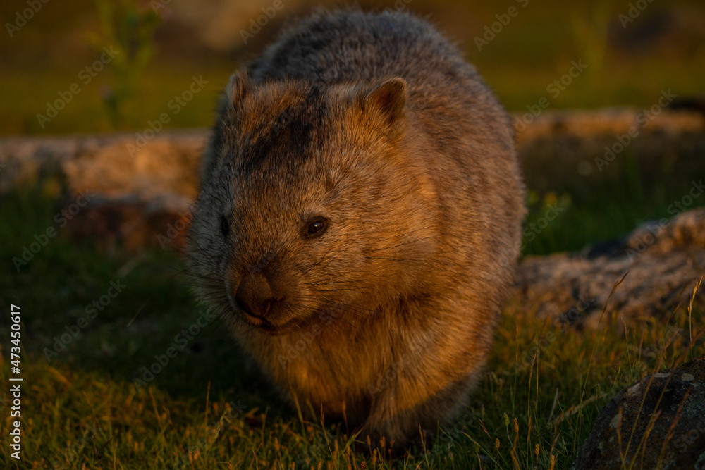wombat at sunset wombat at sunset