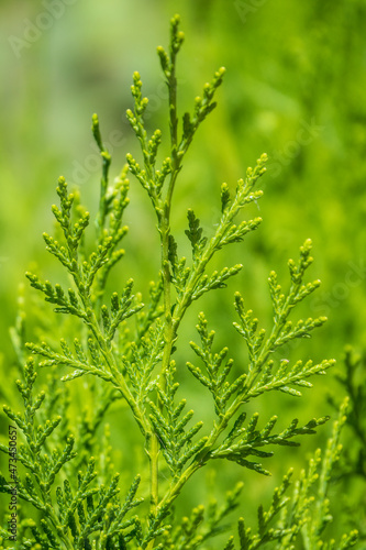 Green branches and young leaves of a thuja tree.