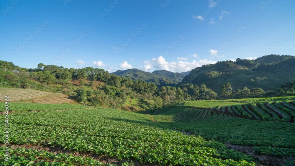 Time lapse of green fresh tea or strawberry farm, agricultural plant fields in Asia. Rural area. Farm pattern texture. Nature landscape background. Chiang Mai, Thailand. Time lapse of green fresh tea or strawberry farm, agricultural plant fields in Asia. Rural area. Farm pattern texture. Nature landscape background. Chiang Mai, Thailand.