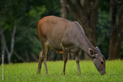 The hair on the body is brown. Have other colors mixed up He's smaller than other genus deer. Under the eyes there are clearly visible lacrimal glands. A long black line When it matures.