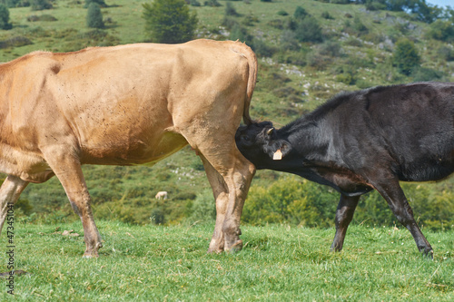 Veau tétant sa mère photo