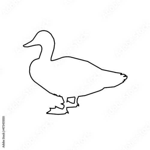 duck bird 