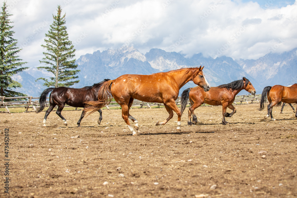 Chestnut horse running Chestnut horse running