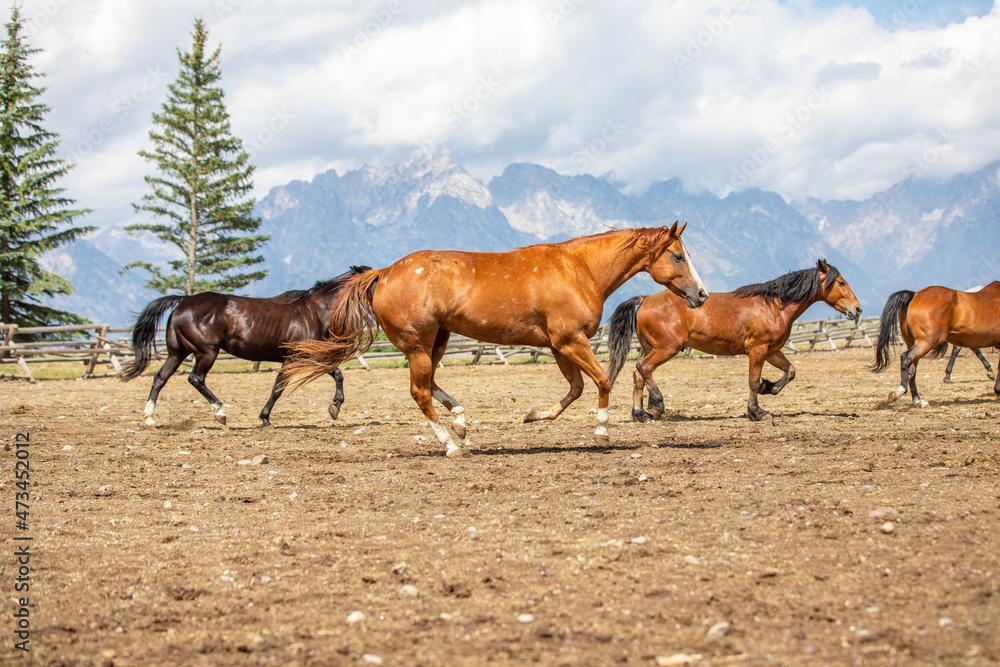 Chestnut horse running