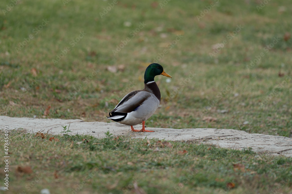 Obraz premium Duck posing