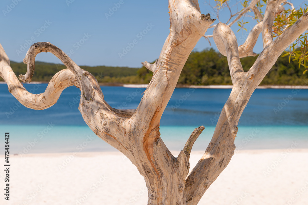 tree at Lake MacKenzie/ Boorangoora