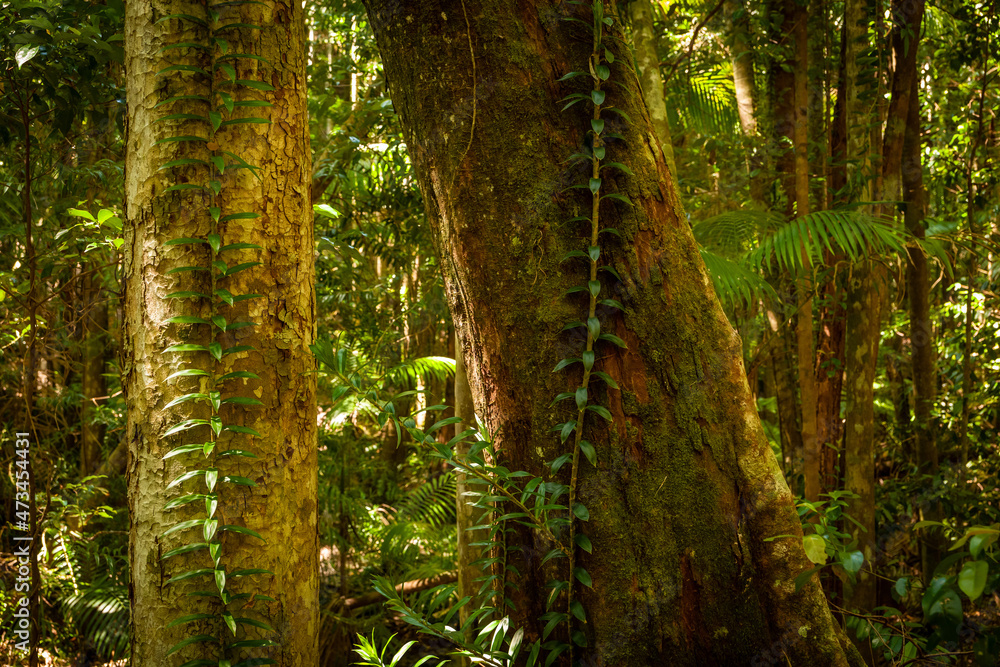 Fototapeta premium Forest patterns, Wanggoolba Creek
