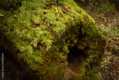 mossy Forest patterns, Wanggoolba Creek photo