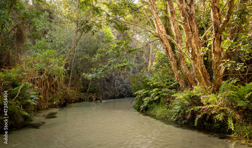 Eli Creek, K'Gari/Fraser Island photo