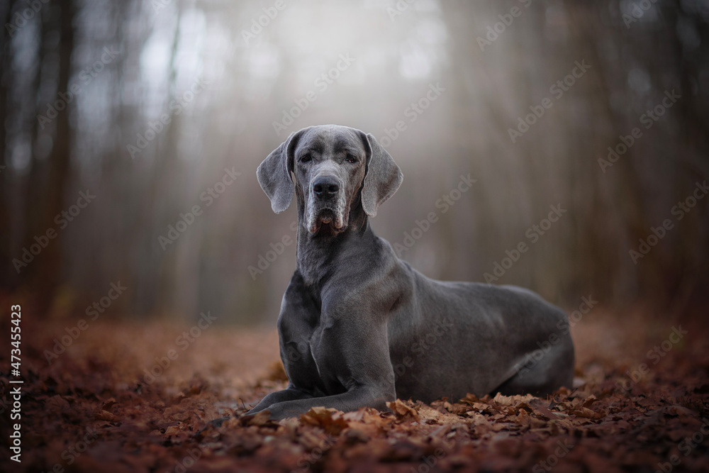 The Great Dane, also known as the German Mastiff or Deutsche Dogge - portrait of dog - obrazy, fototapety, plakaty 