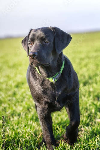 Black labrador dog in a field