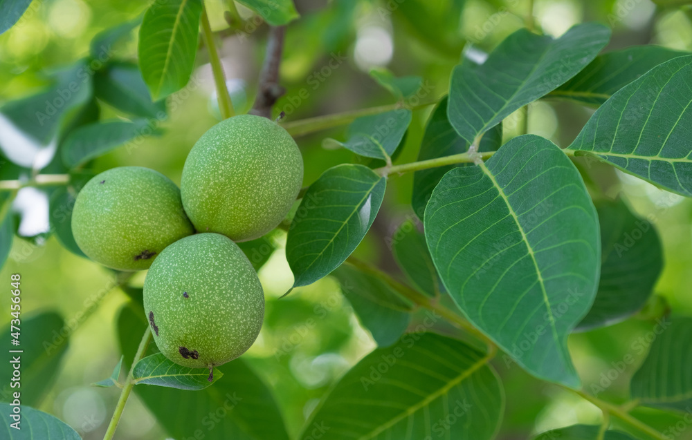 green walnuts on the branch green walnuts on the branch
