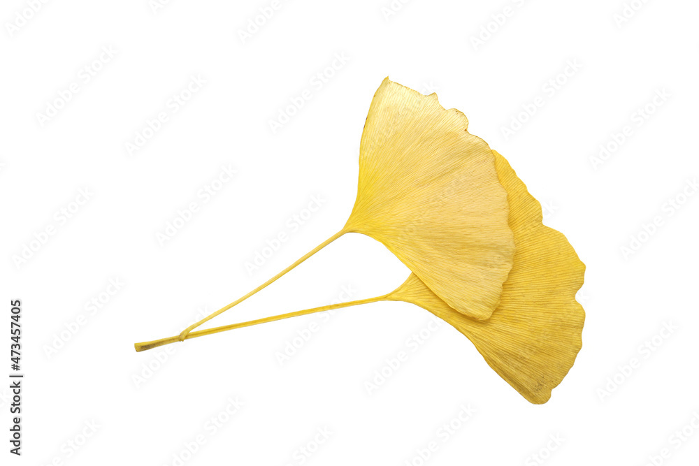 Naklejka premium yellow autumn leaves of ginkgo biloba isolated on a white background