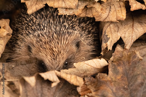 hedgehog in the leaves photo