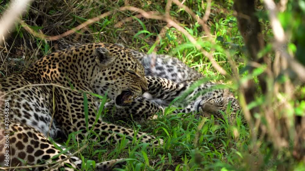 Two leopards lying in shade interacting playfully, African bush, close Two leopards lying in shade interacting playfully, African bush, close