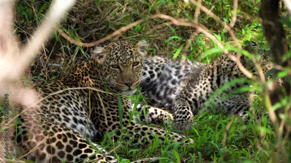Leopard couple lying in shade escaping African heat, handheld close up Leopard couple lying in shade escaping African heat, handheld close up