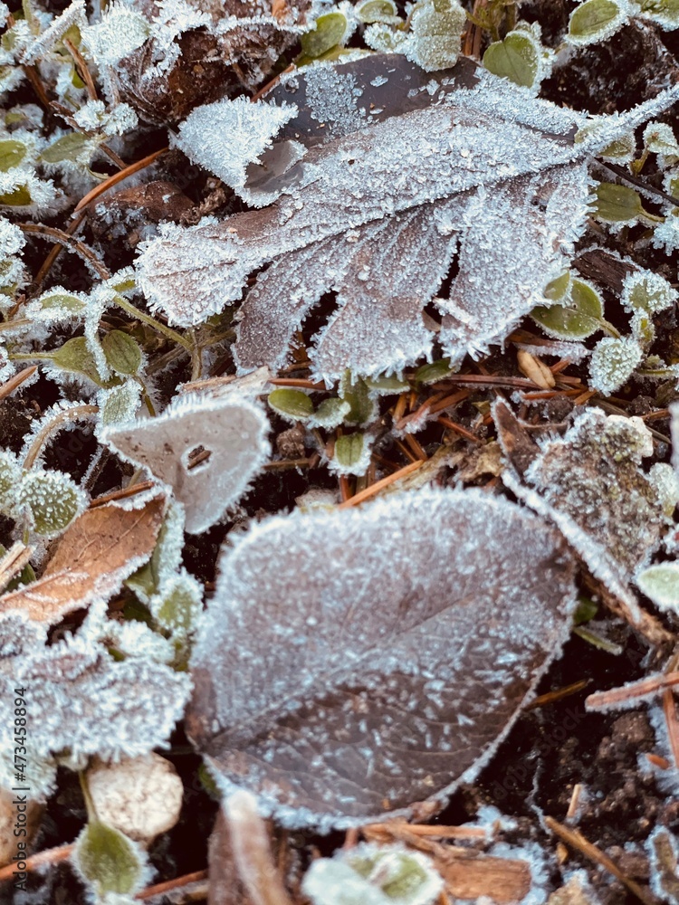 autumn leaves in the snow autumn leaves in the snow