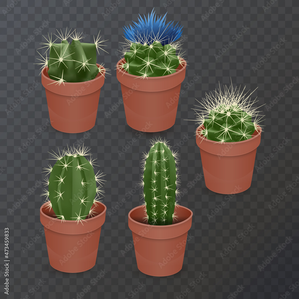 Collection of realistic cactuses in flower pot on dark background Collection of realistic cactuses in flower pot on dark background