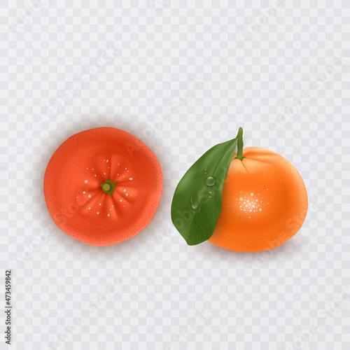 Fresh tangerines with green leaves and orange, vector format