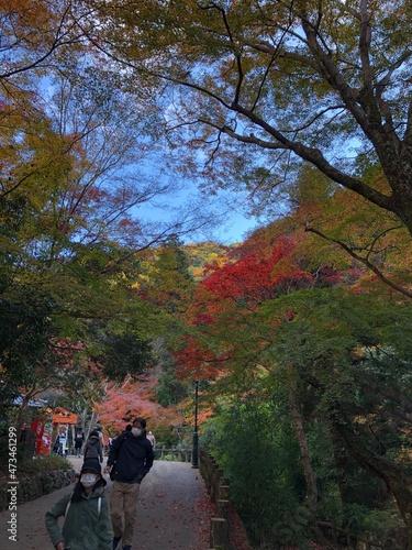 日本の自然、日本の食べ物