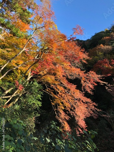 日本の自然、日本の食べ物