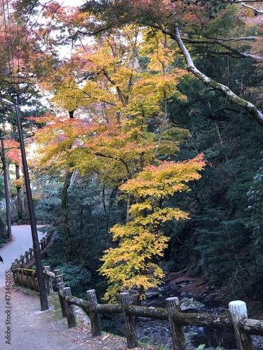 日本の自然、日本の食べ物
