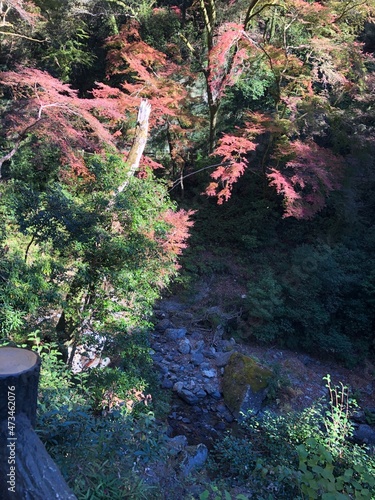日本の自然、日本の食べ物