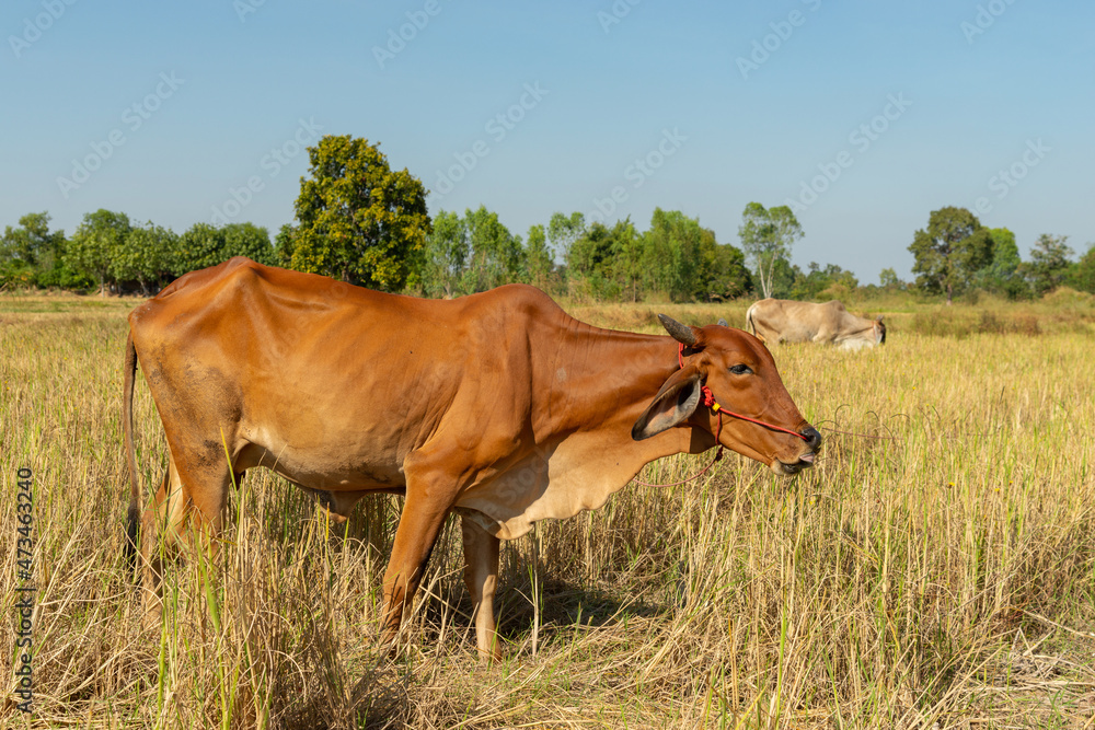 Cows are eating grass on the Rice field after harvest season  with grazing cows.
