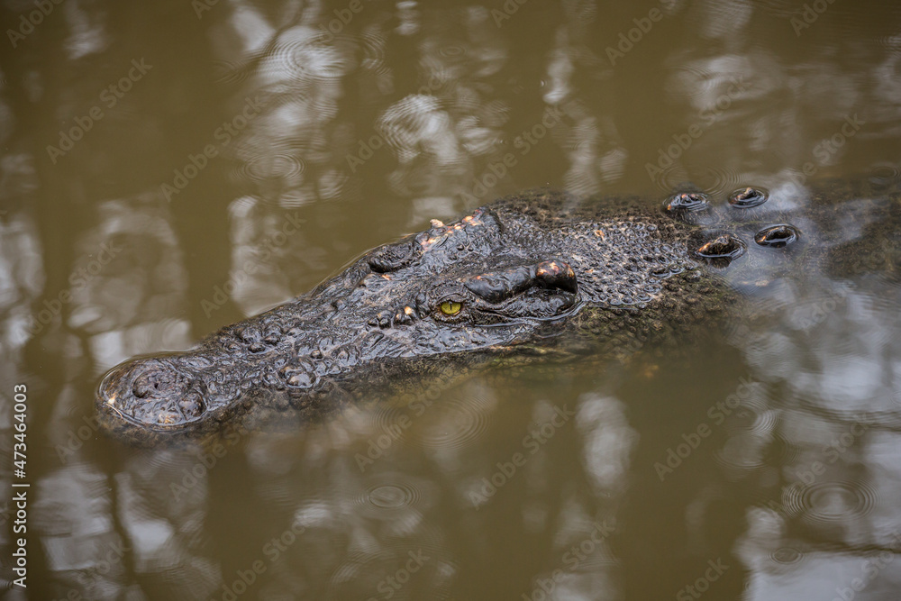 Australian saltwater crocodile in water Australian saltwater crocodile in water
