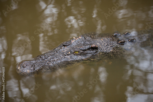 Australian saltwater crocodile in water