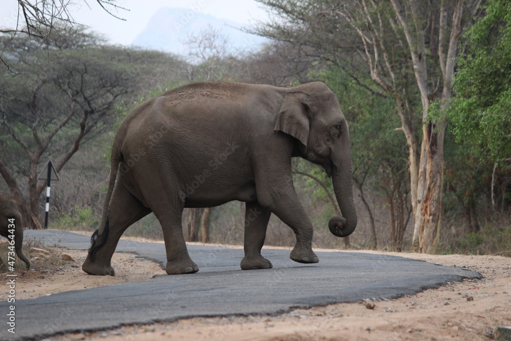 Fototapeta premium elephant